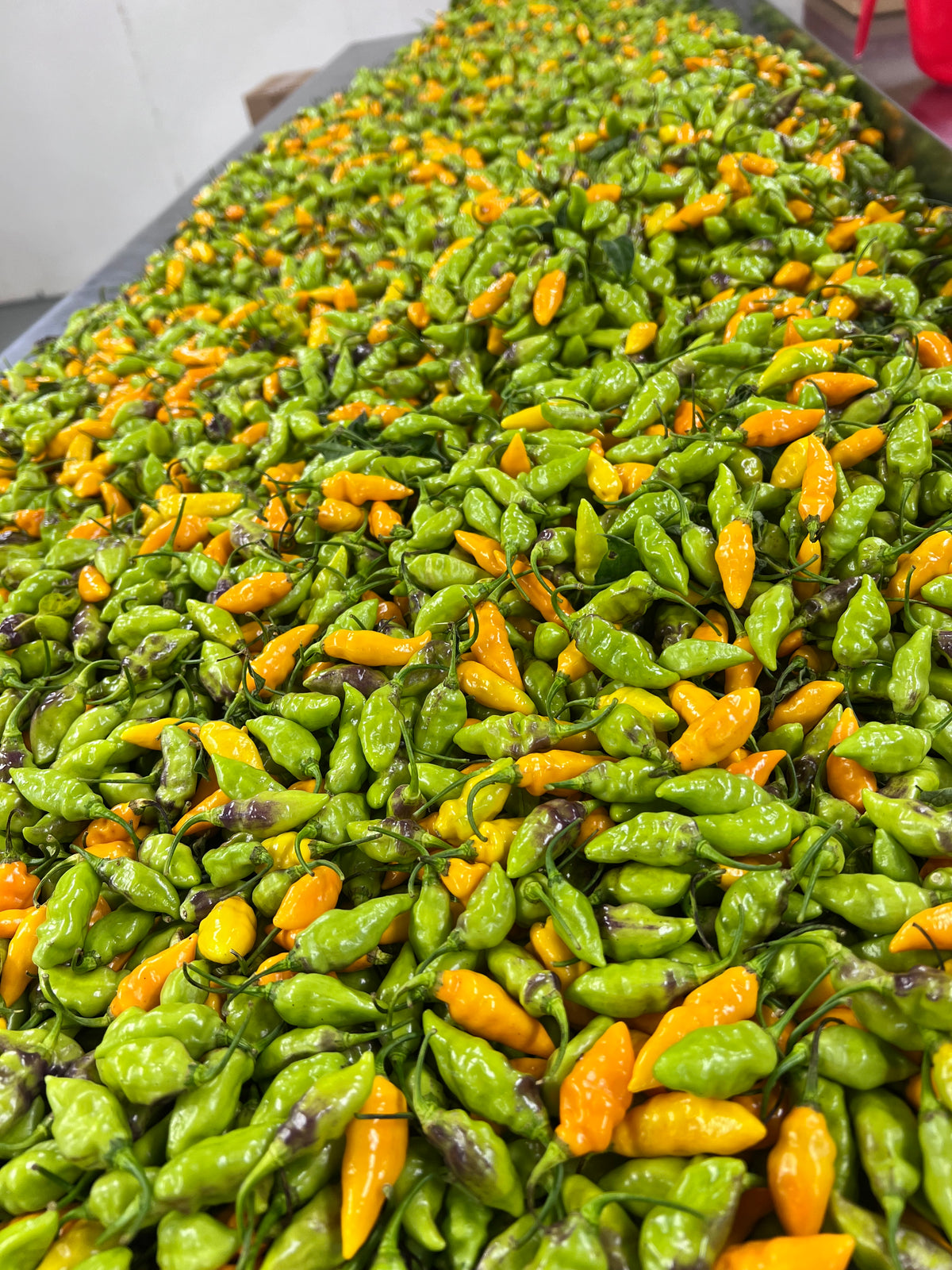 Fresh Green Datil Peppers